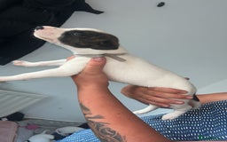 Lurcher dogs for sale: Lurcher - Image 7