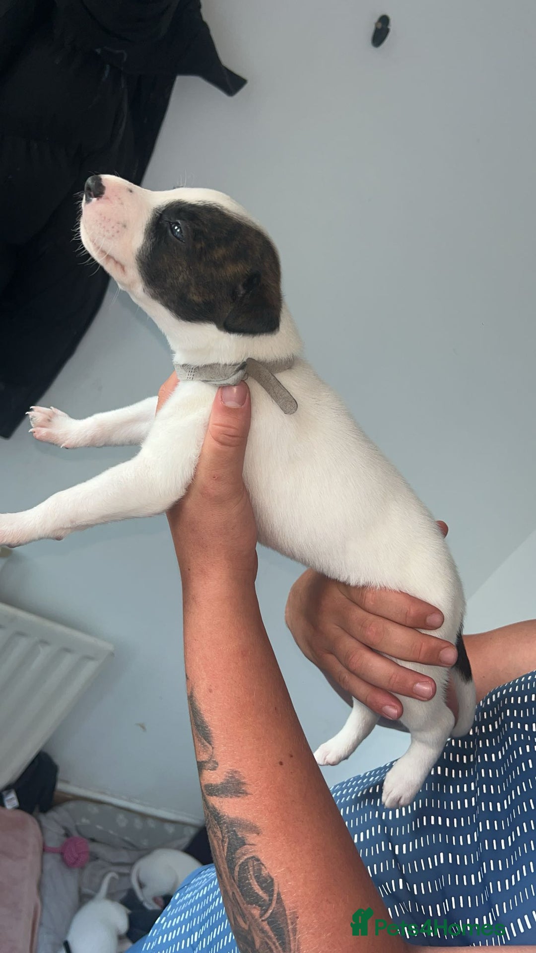 Lurcher dogs for sale: Lurcher - Image 7