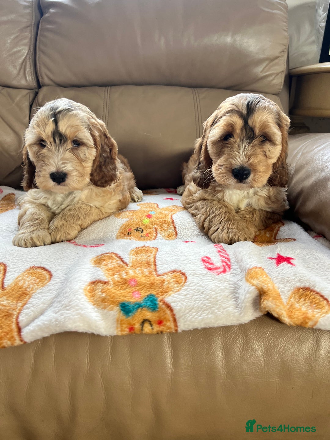 Cockapoo dogs for sale: F1 Cockapoo Black &Tan girl  - Image 5