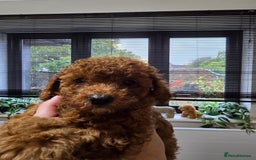 Toy Poodle dogs for sale: Kc reg deep red toy poodle council licensed  - Image 25