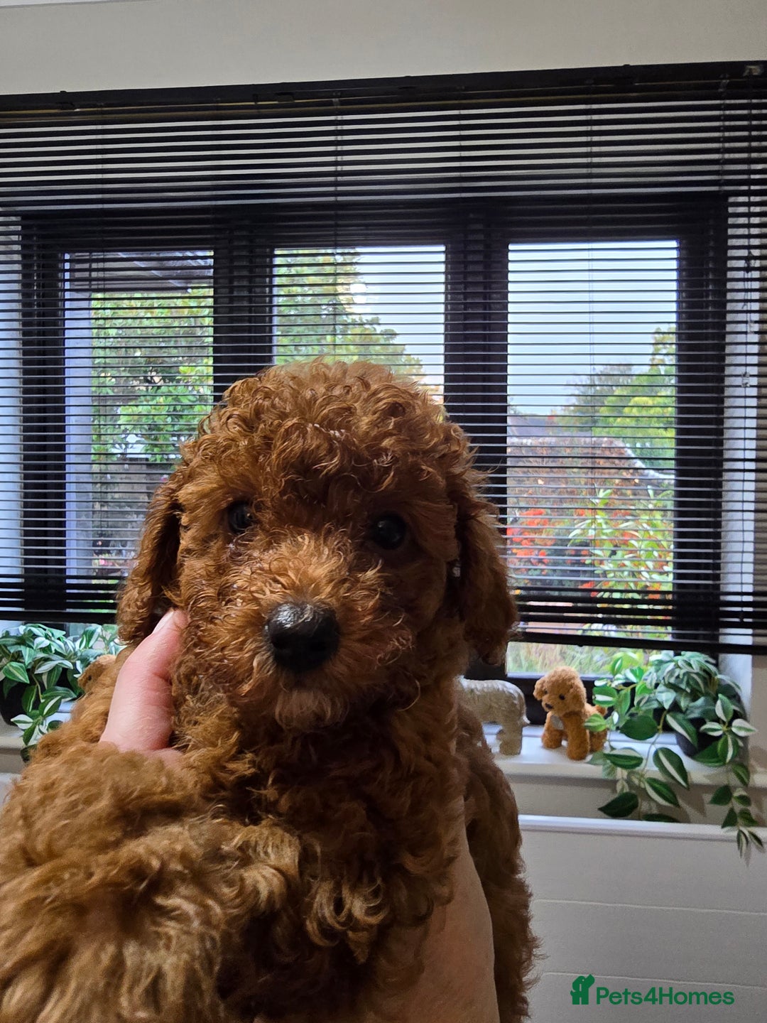 Toy Poodle dogs for sale: Kc reg deep red toy poodle council licensed  - Image 25