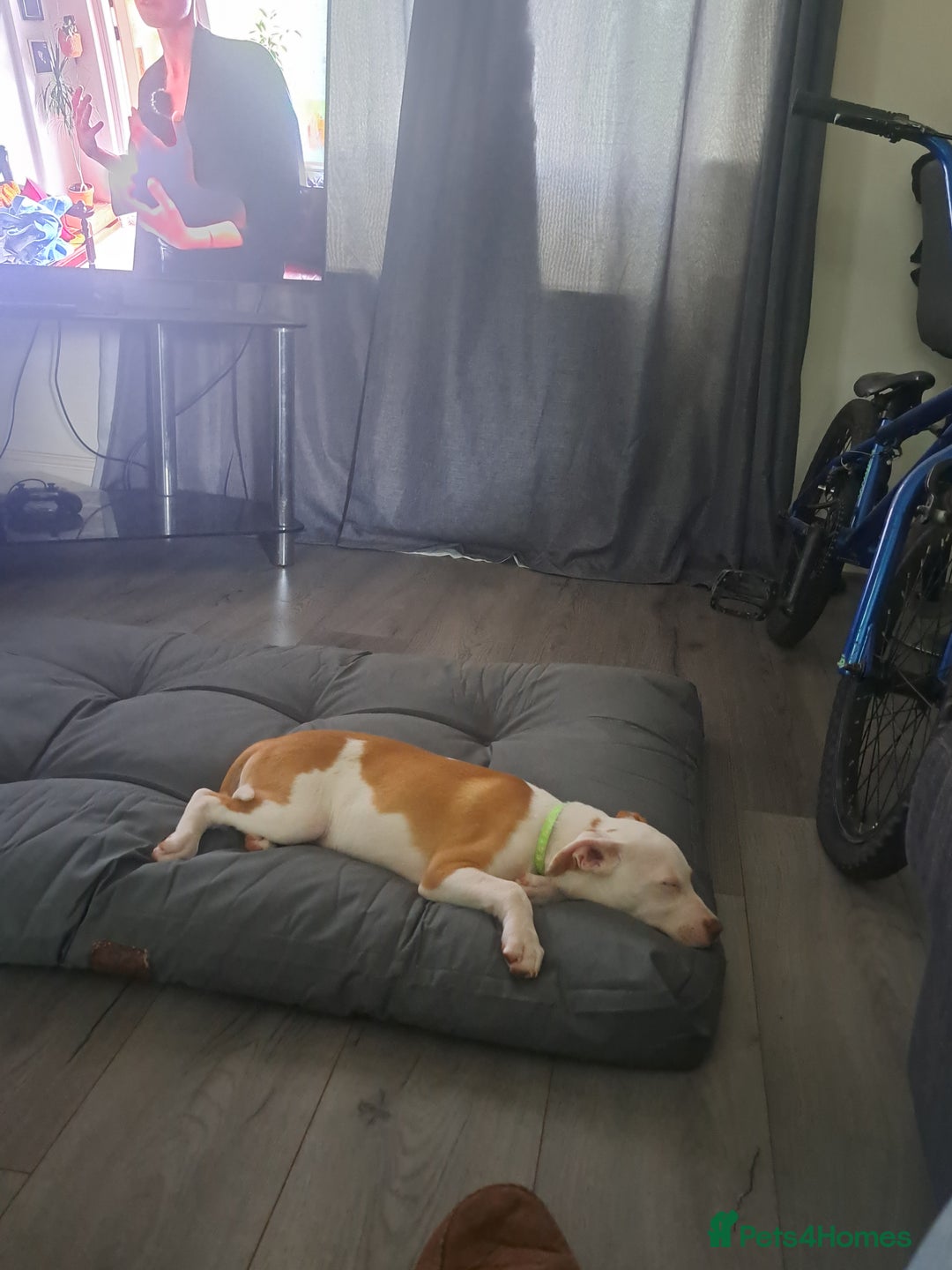 Mixed Breed dogs for sale: Male Staffordshire bull terrier x American Bulldog - Advert 2