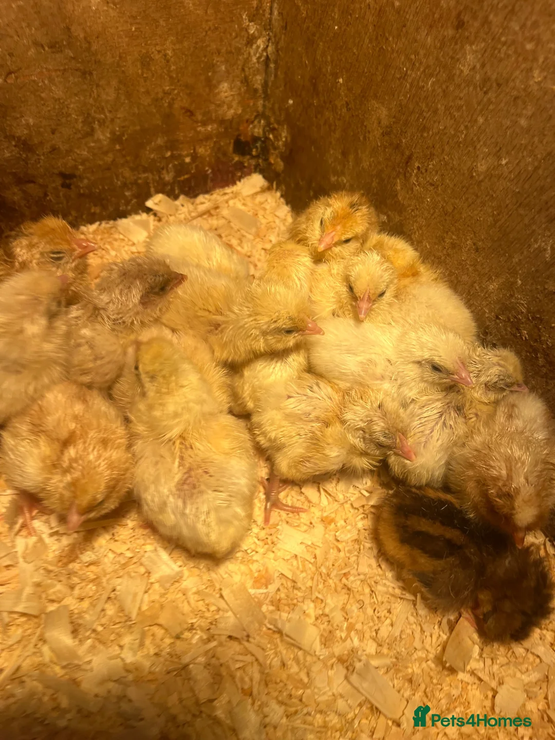 Chickens poultry for sale: Mixed large foul chickens  - Advert 1