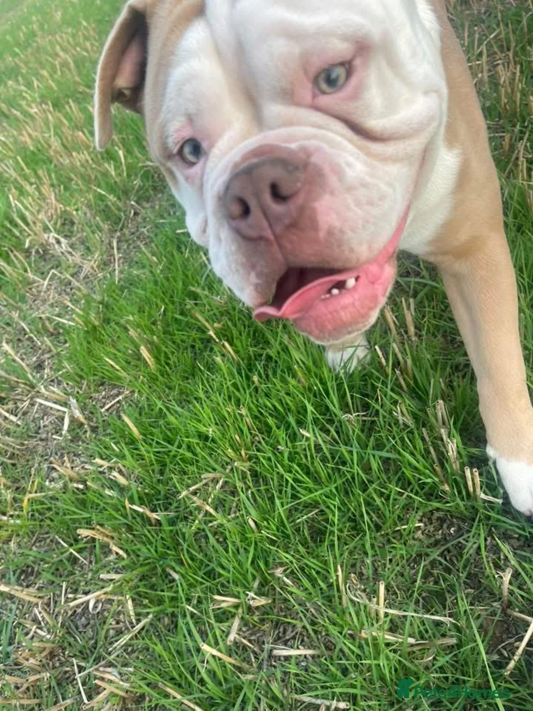 Olde English Bulldogge dogs for sale: Old English bulldog - Advert 5