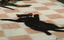 Bengal cats for sale: 2 brothers for sale  - Image 4