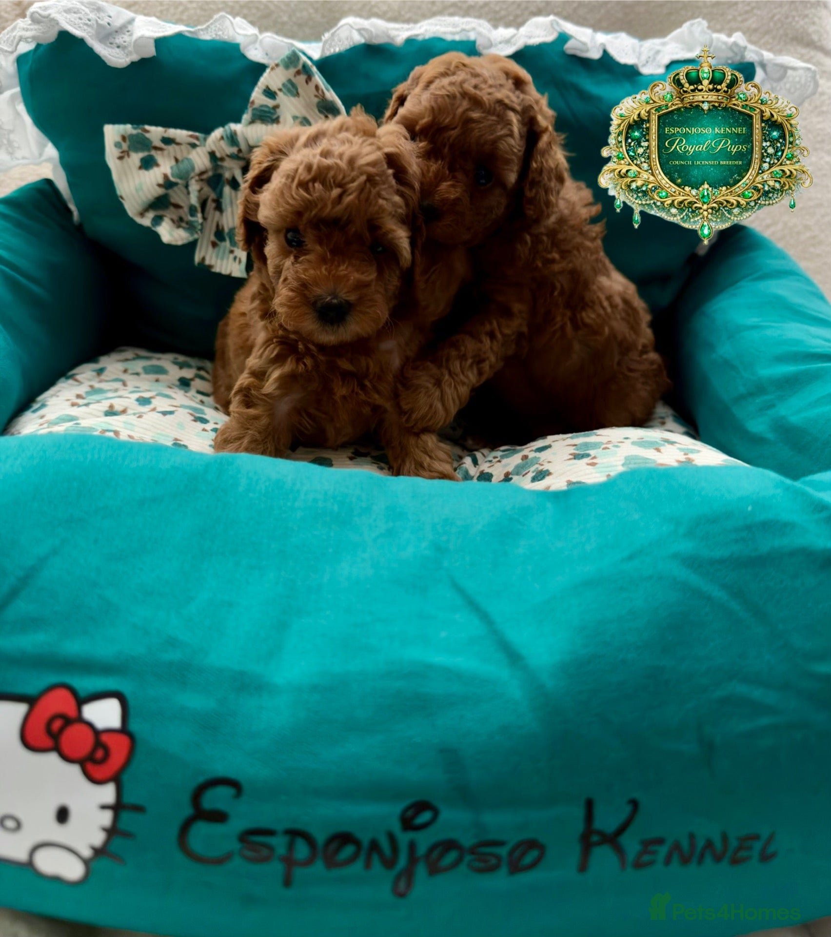 Toy Poodle dogs 5⭐️licensed ESPONJOSO tiny Half Asian Toy Poodle👑 - Advert 13