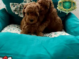 Toy Poodle dogs 5⭐️licensed ESPONJOSO tiny Half Asian Toy Poodle👑 - Advert 13