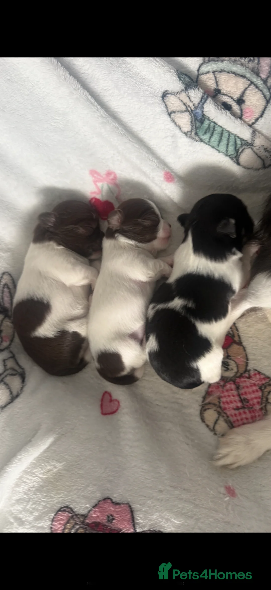 Chihuahua dogs for sale:  Beautiful tiny chihuahua  - Advert 17