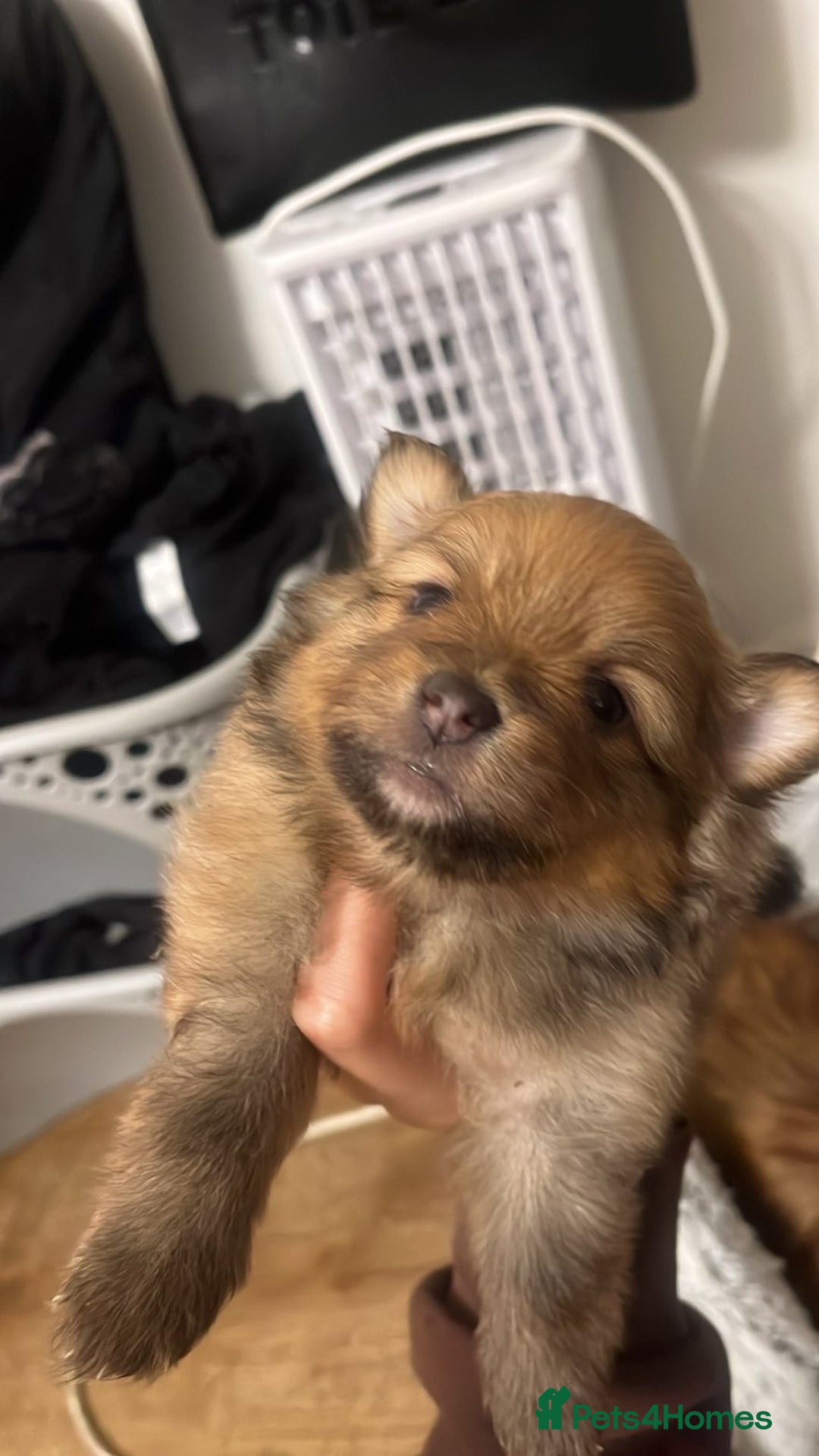 Pomeranian dogs for sale: THREE BEAUTIFUL POMERANIAN PUPPIES⚠️⚠️❗️  - Image 2