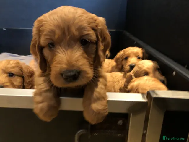 Mini Goldendoodle dogs for sale: Fox Red F1 Miniature Goldendoodle 100% DNA Clear - Advert 2