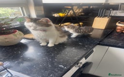 Mixed Breed cats for sale: Mix breed kittens  - Image 6