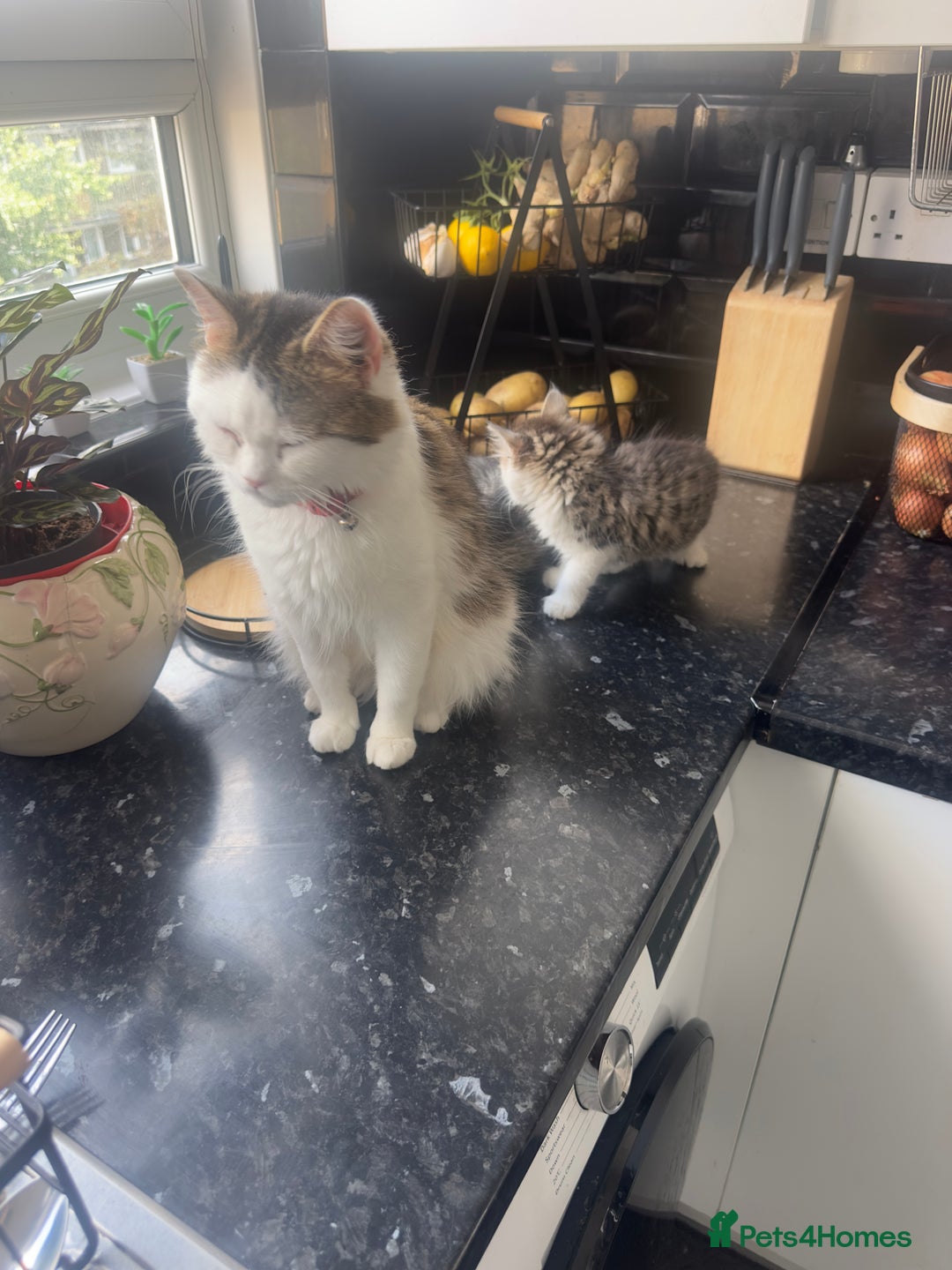 Mixed Breed cats for sale: Mix breed kittens  - Image 6