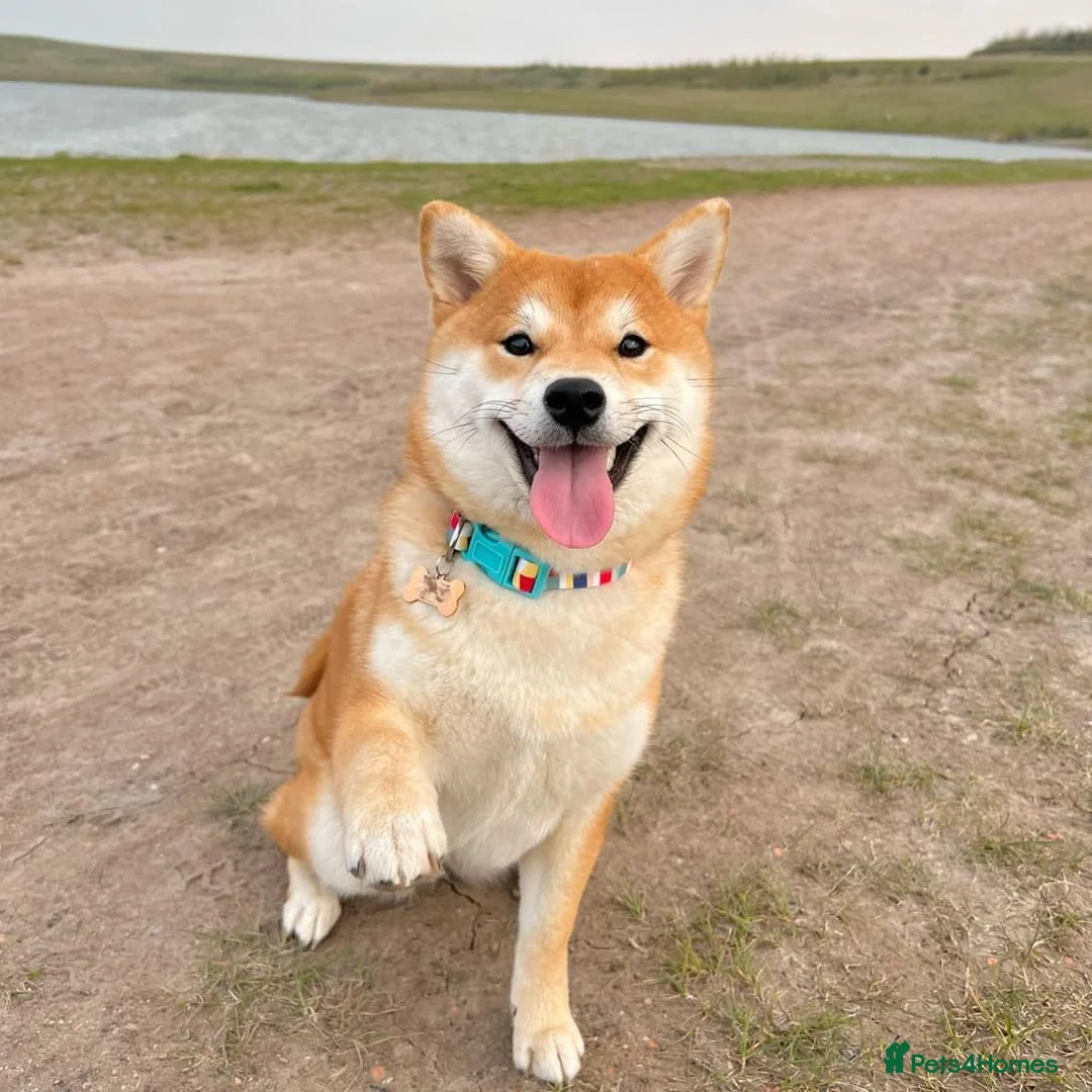 Japanese Shiba Inu dogs for sale: L háve shiba inú female  - Advert 3