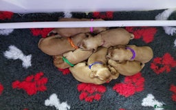 Cocker Spaniel dogs for sale: KC Golden Show Spaniels - Image 3