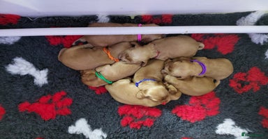 Cocker Spaniel dogs - Advert 14