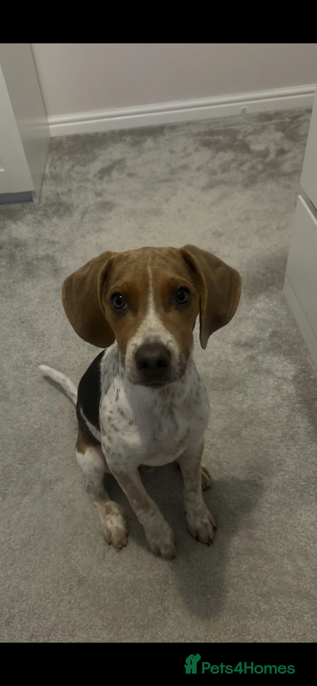 Mixed Breed dogs for sale: Much loved 10 month old beagle cross  in Livingston - Advert 5
