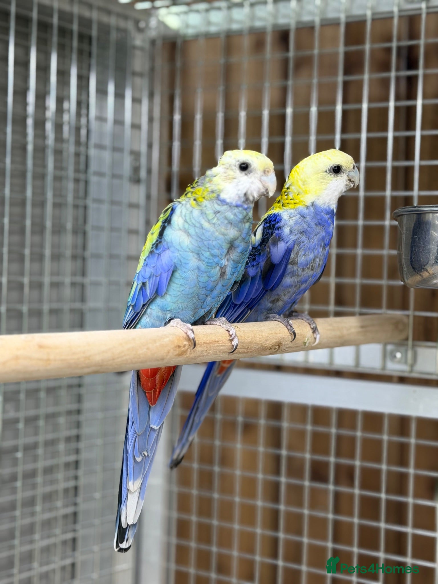 Parakeets birds Rosella parakeet - Advert 11