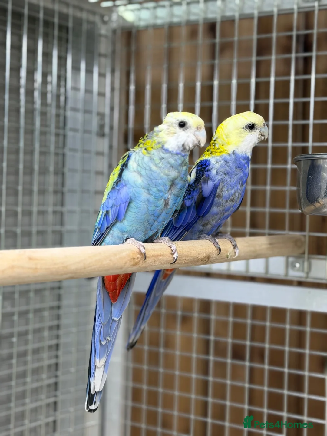 Parakeets birds for sale: Rosella parakeet - Advert 1