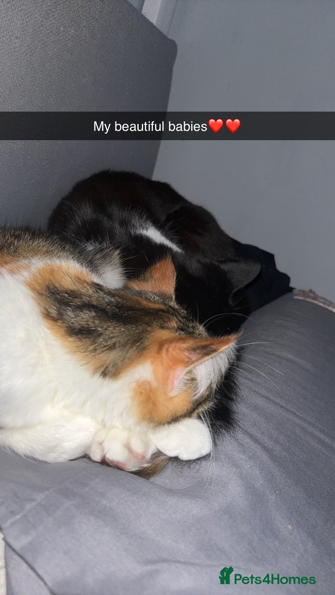 British Shorthair cats for sale: Friendly cats  - Advert 6