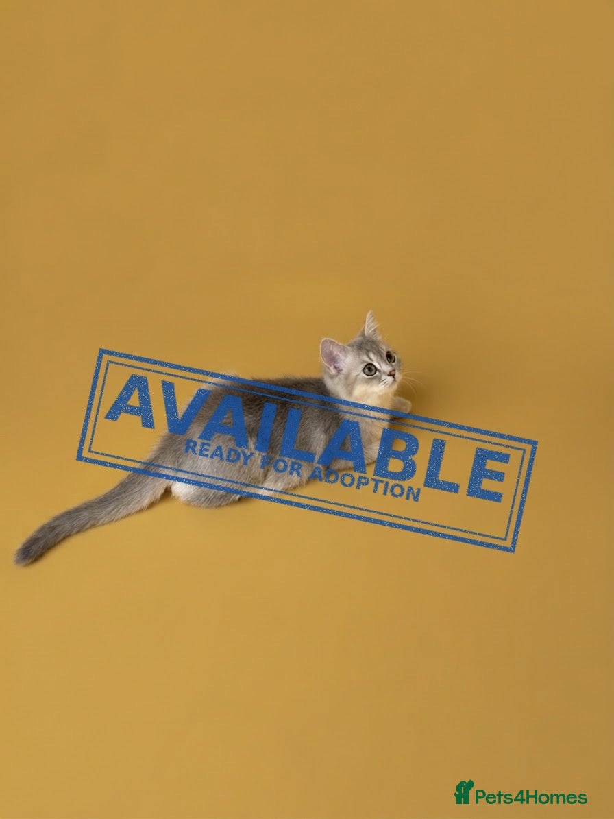British Longhair cats TICA Reg British SH/LH Kittens - Advert 2
