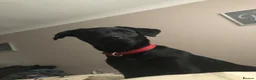 Labrador Retriever dogs for sale: Labrador puppy’s available from 24/09. - Advert 4
