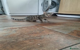 Bengal cats for sale: Mixed bengal kittens - Image 6