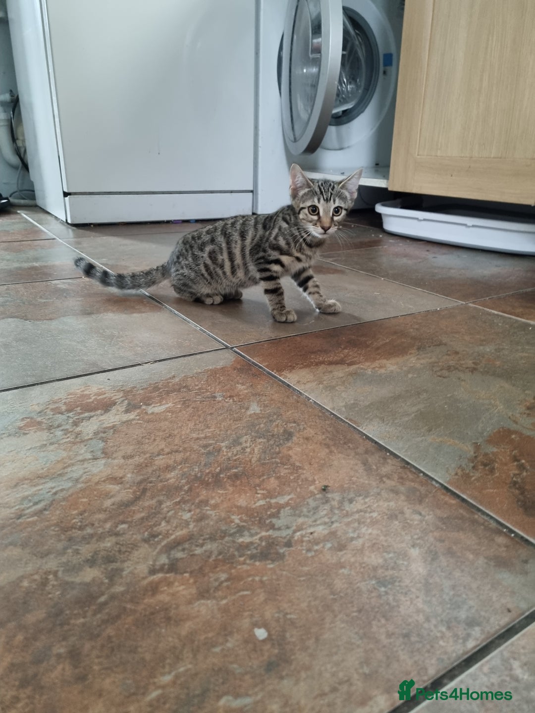 Bengal cats for sale: Mixed bengal kittens - Image 6