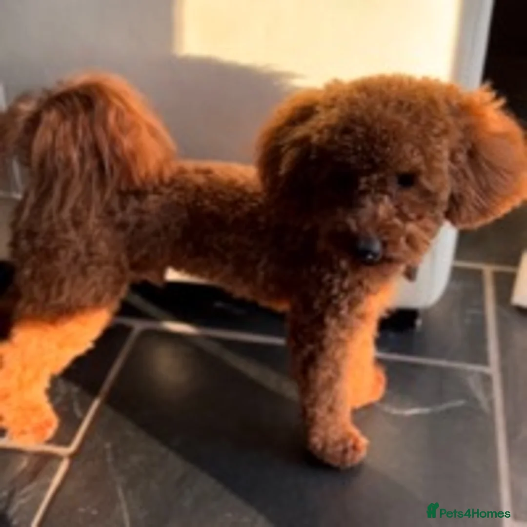 Toy Poodle dogs for stud: ONLY 3KG 9INCH Red DNA Tested Toy Poodle STUDS!! in Welshpool - Advert 11