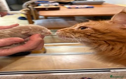 Maine Coon cats for sale: Maine Coon cuties - Advert 12