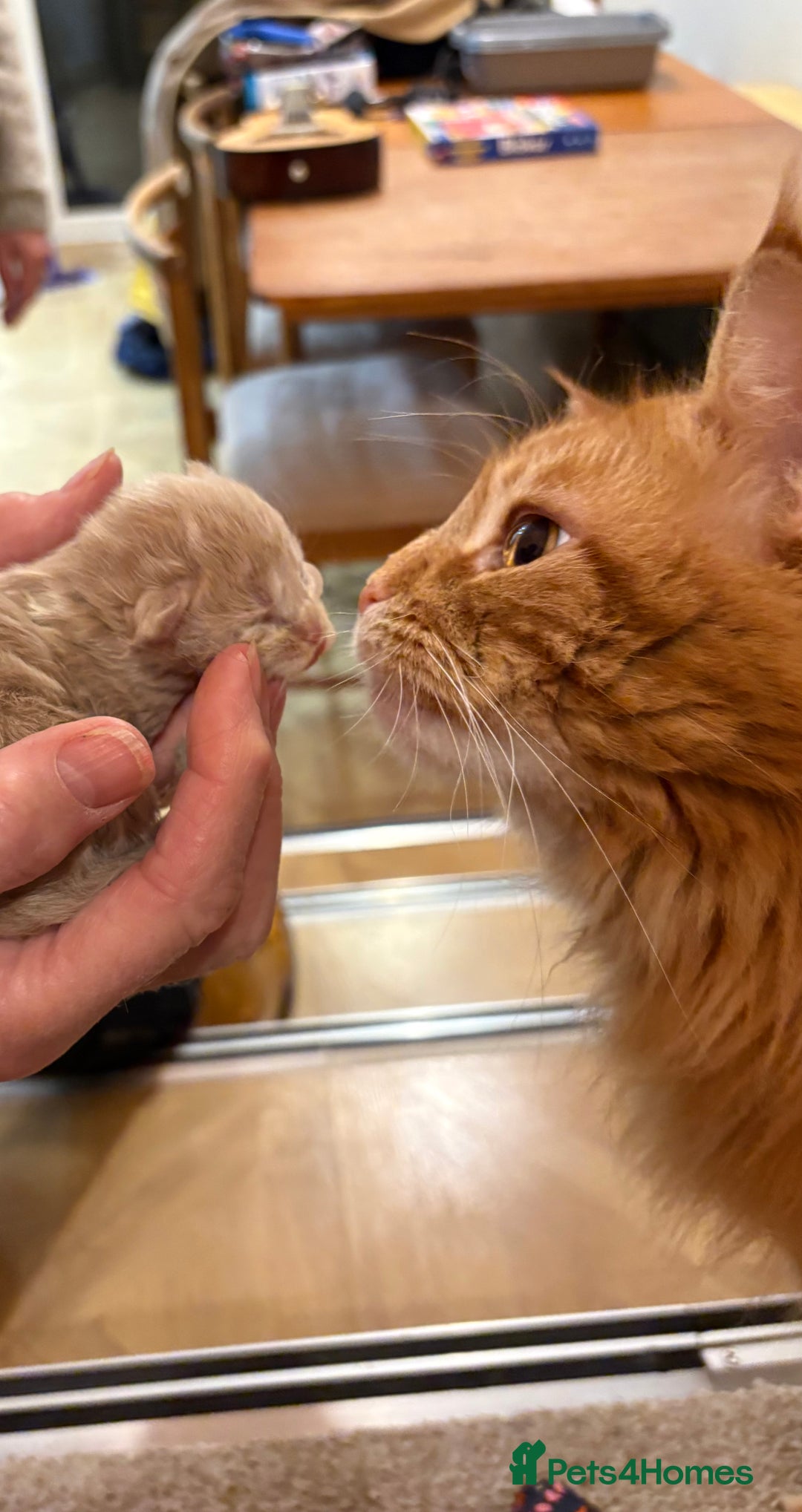 Maine Coon cats for sale: Maine Coon cuties - Advert 12