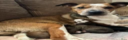 Mixed Breed dogs for sale: 🐾 Beautiful Mixed Breed Puppies ⭐ - Advert 17
