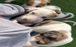 Lurcher dogs for sale: ‼️ collie greyhound puppies ‼️ - Image 8
