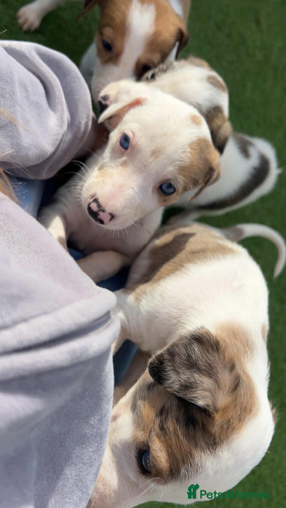 Lurcher dogs for sale: ‼️ collie greyhound puppies ‼️ - Image 8