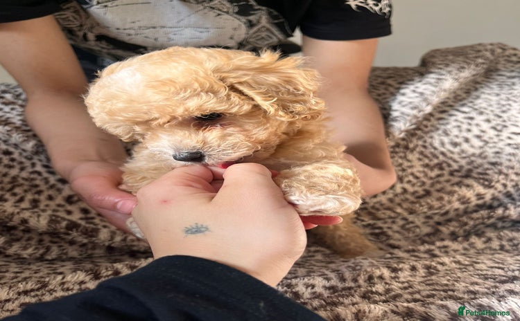 Maltipoo dogs - Advert 1