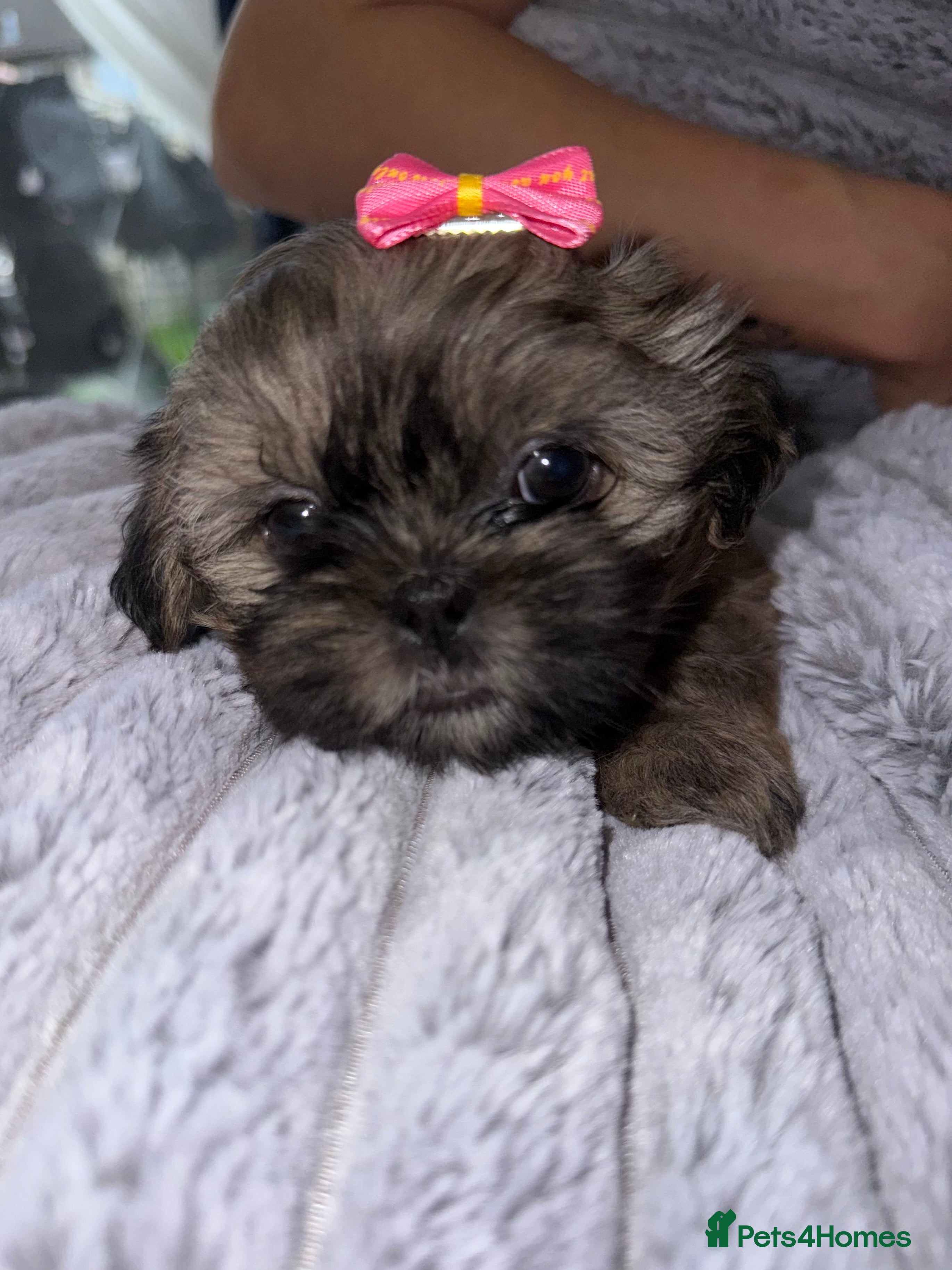 Shih Tzu dogs 💕Adorable Purebred Shih Tzu Puppies💕 - Advert 2