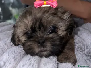 Shih Tzu dogs 💕Adorable Purebred Shih Tzu Puppies💕 - Advert 2