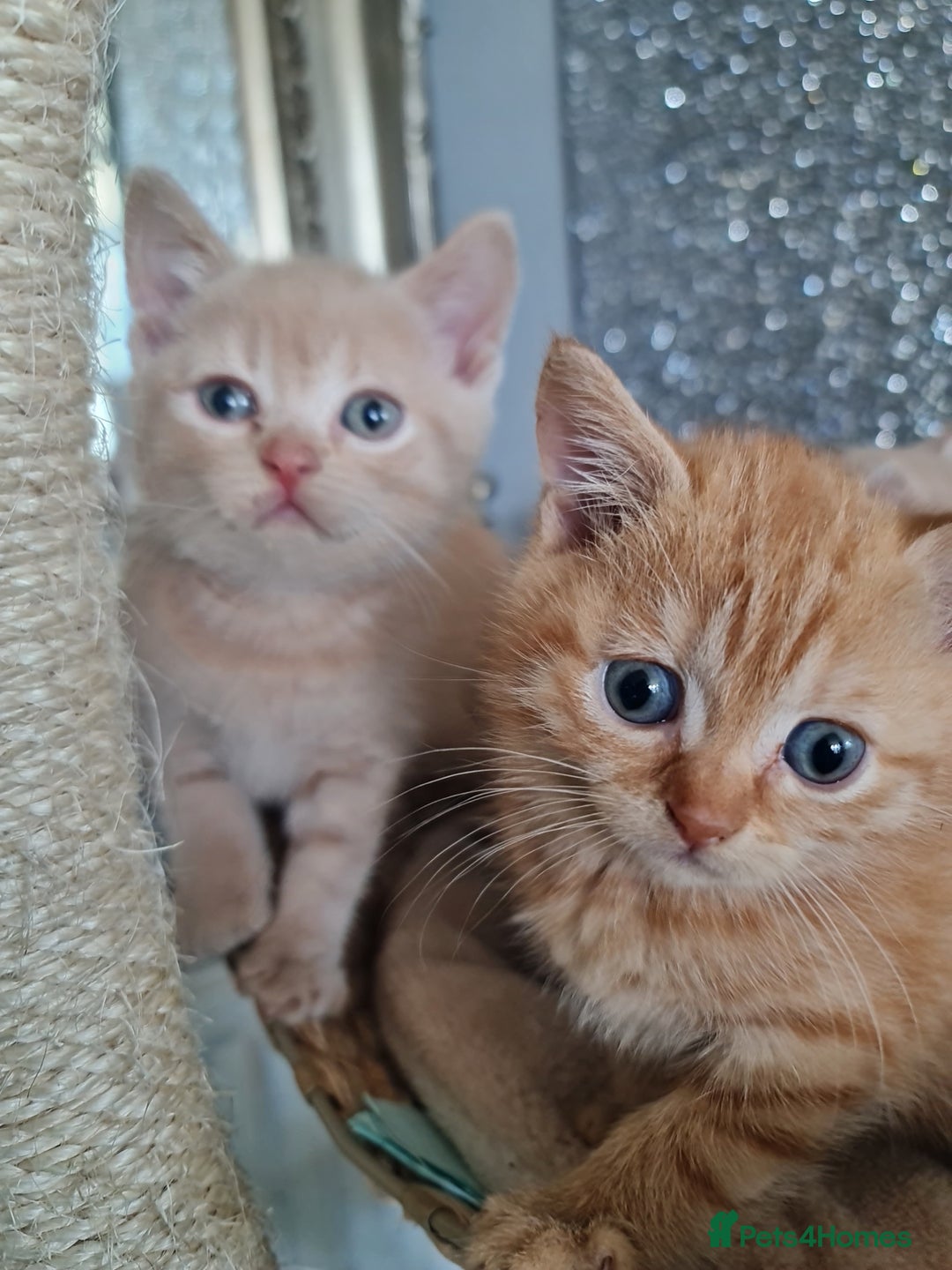 British Shorthair cats for sale: Beautiful BSH kittens from genetic tested parents - Image 6