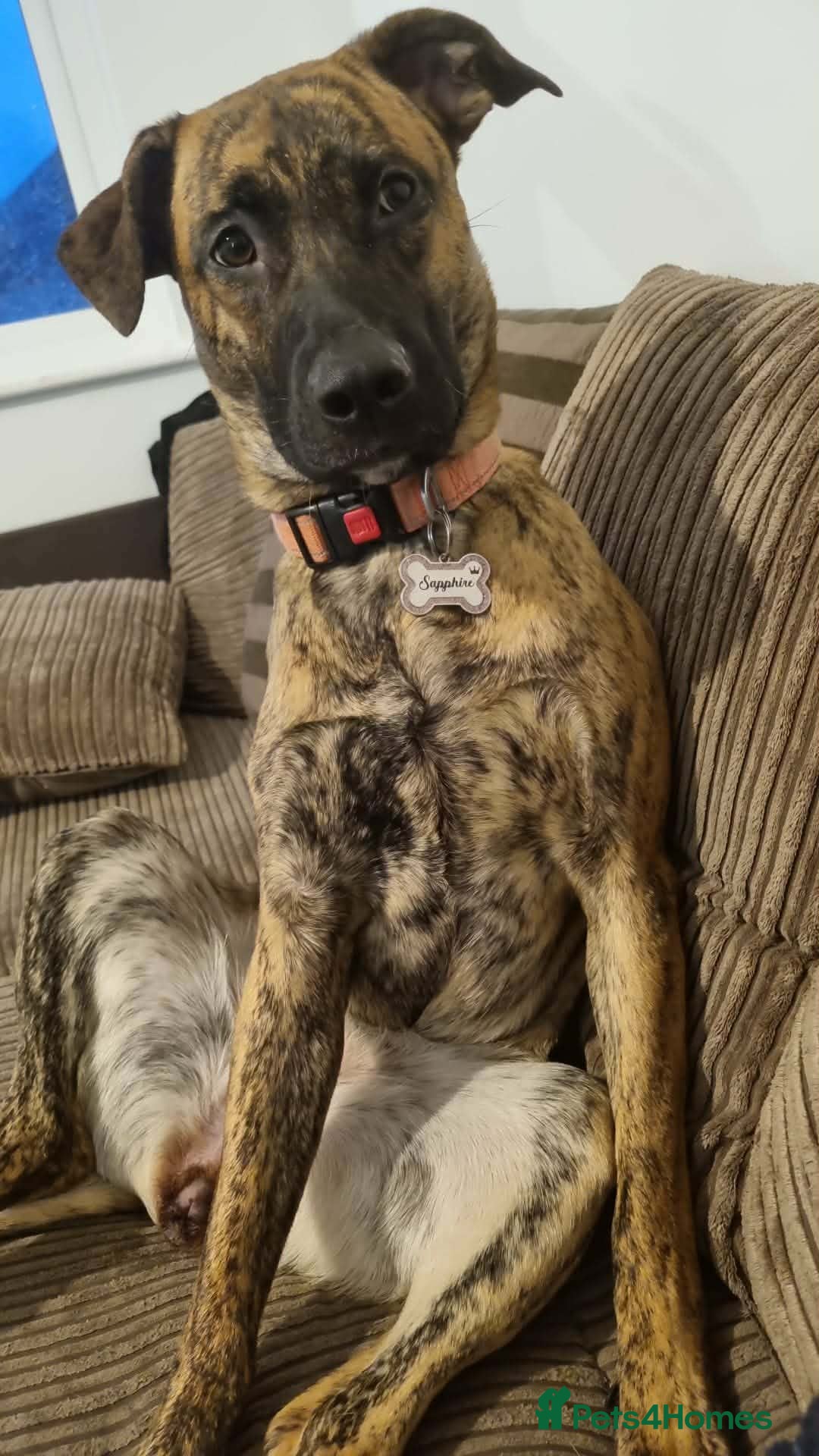 Mixed Breed dogs Sapphire is looking for her forever home - Advert 1