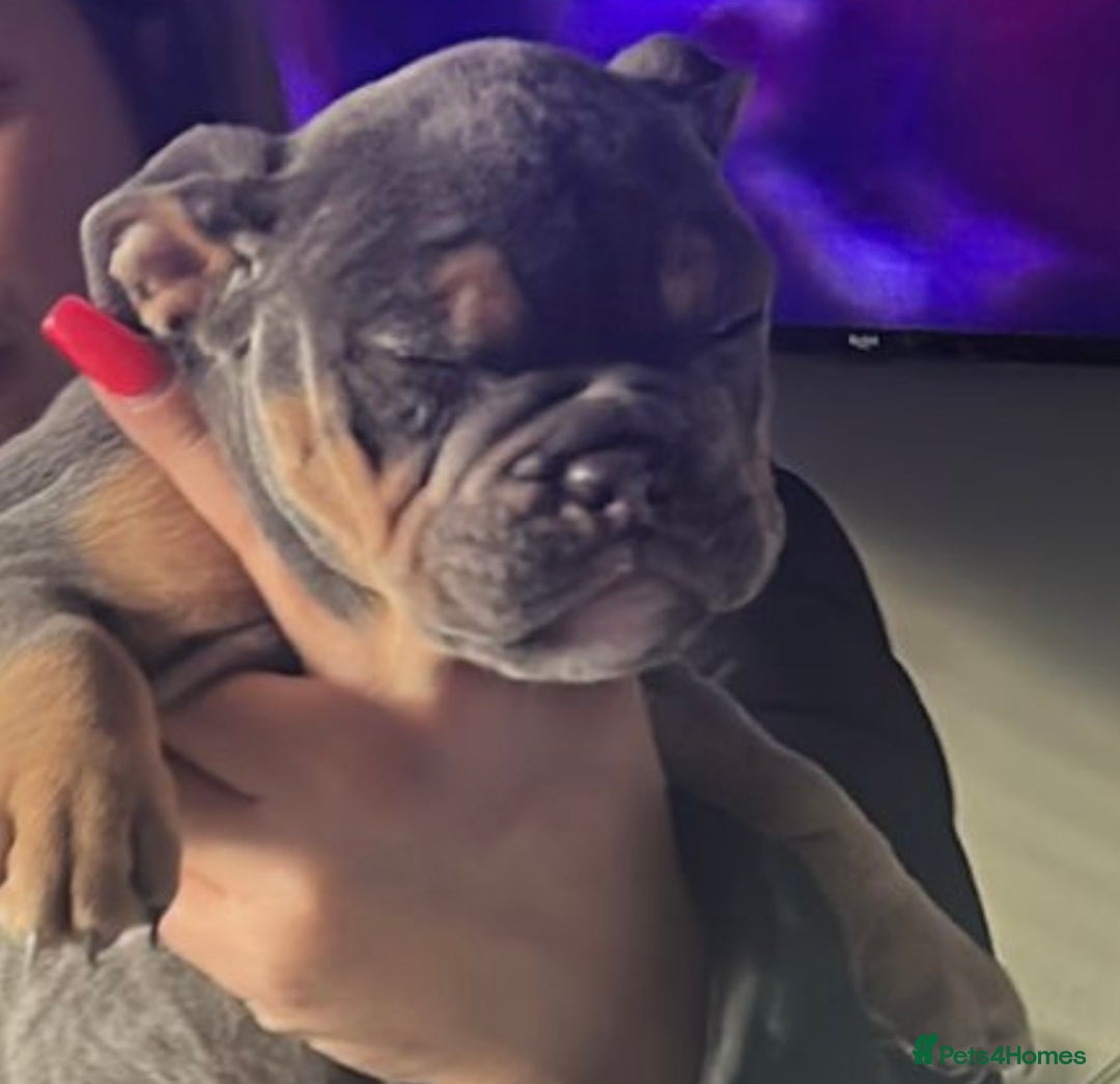 Mixed Breed dogs for sale:  / British bulldogs puppy’s 1 GIRL LEFT 💖  - Image 19