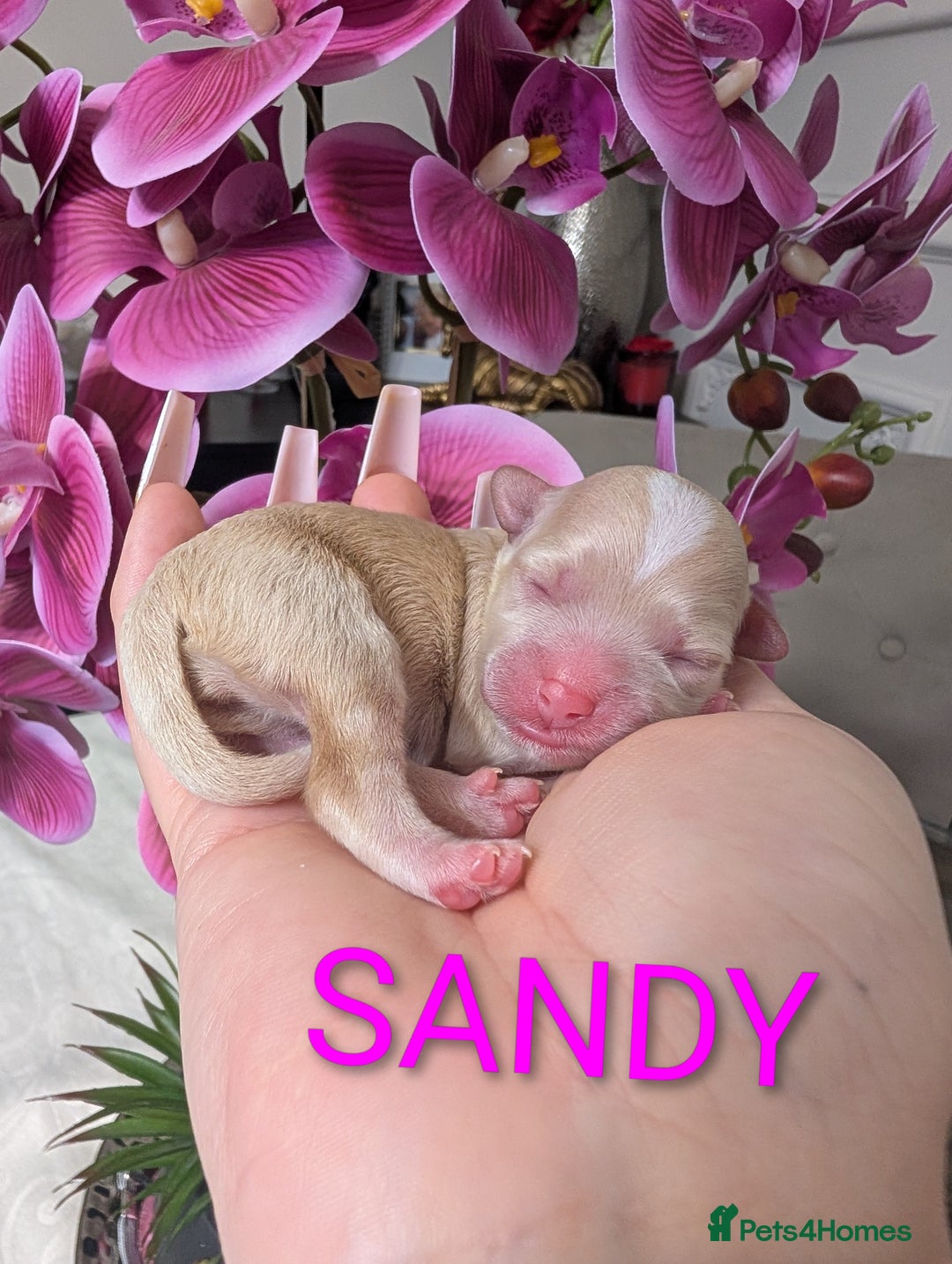 Maltipoo dogs for sale: 💫EXCEPTIONAL LUXURY F1 MALTIPOO PUPPIES🩷🩵🩷 - Advert 2