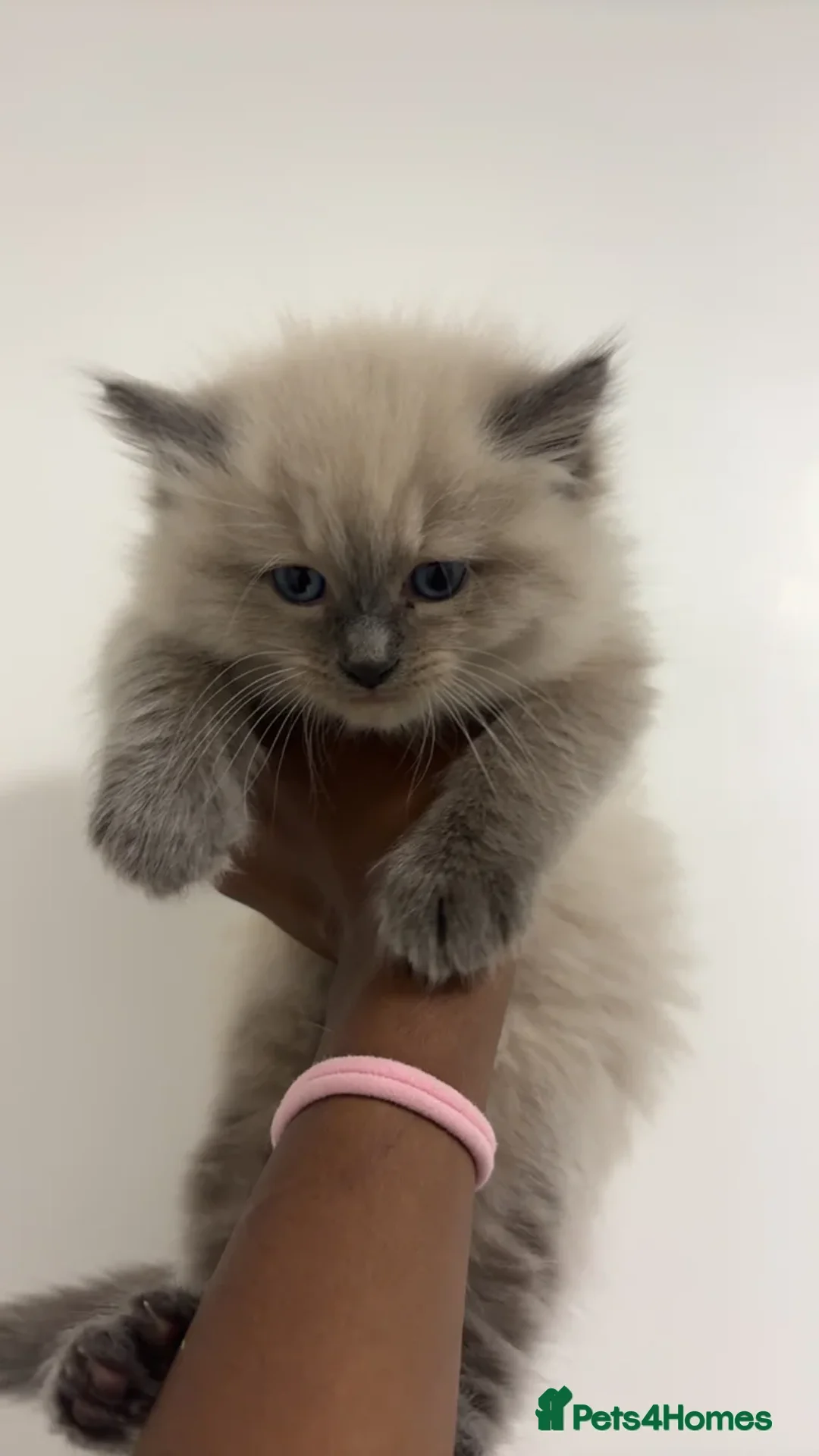 Ragdoll cats for sale:  Beautiful Female Lilac Ragdoll Kitten 🐾 - Advert 1