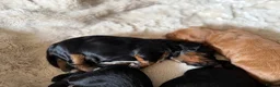 Cockapoo dogs for sale: Stunning,  Quality F1 Cockapoo’s Kc reg parents  - Advert 6