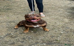 American Bully dogs for sale: ABCK pocket bully - Image 4