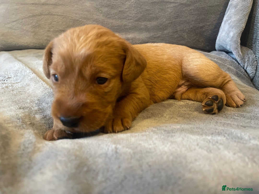 Labradoodle dogs for sale: F1b labradoodle puppies - Advert 24