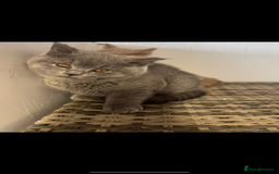 British Shorthair cats for sale: 1 left Stunning British shorthair kittens - Image 10