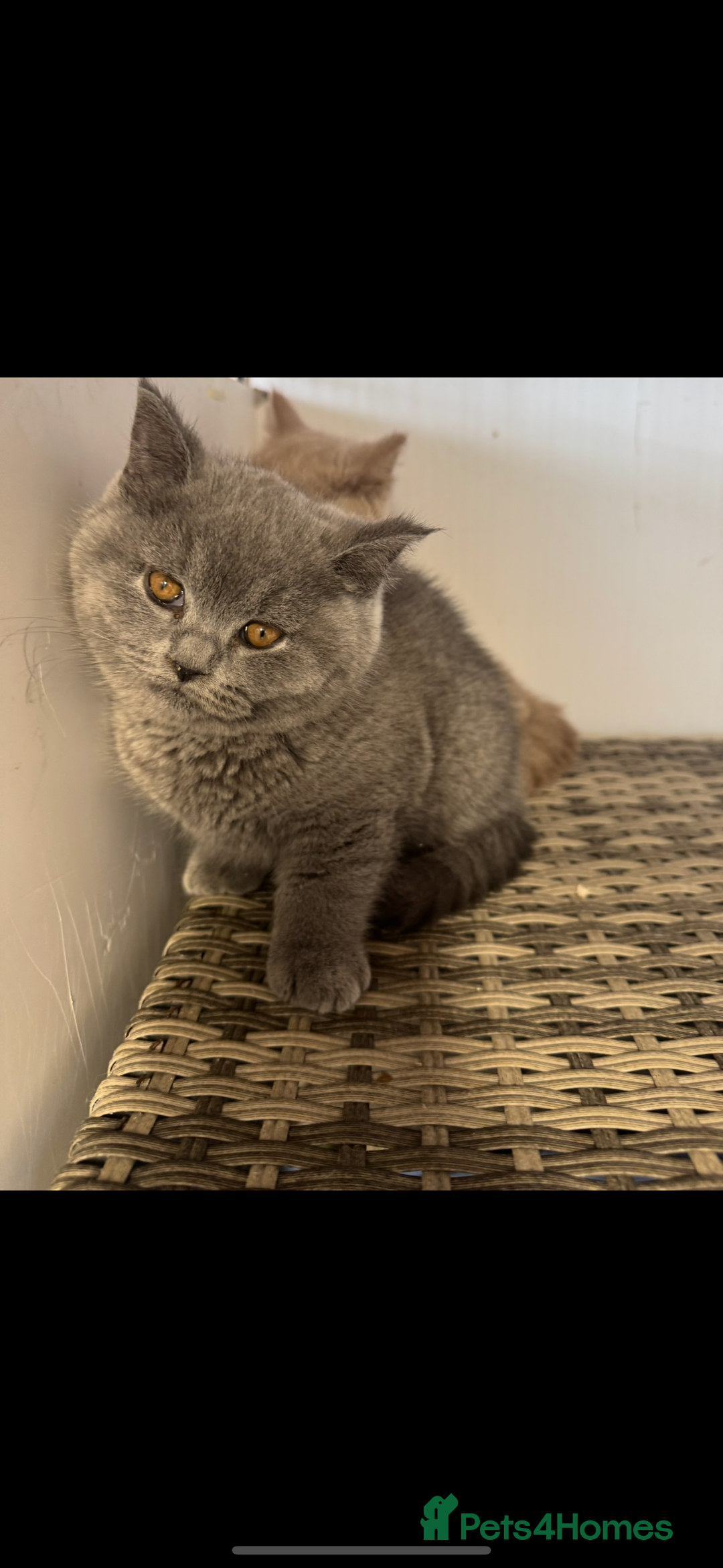 British Shorthair cats for sale: 1 left Stunning British shorthair kittens - Image 10