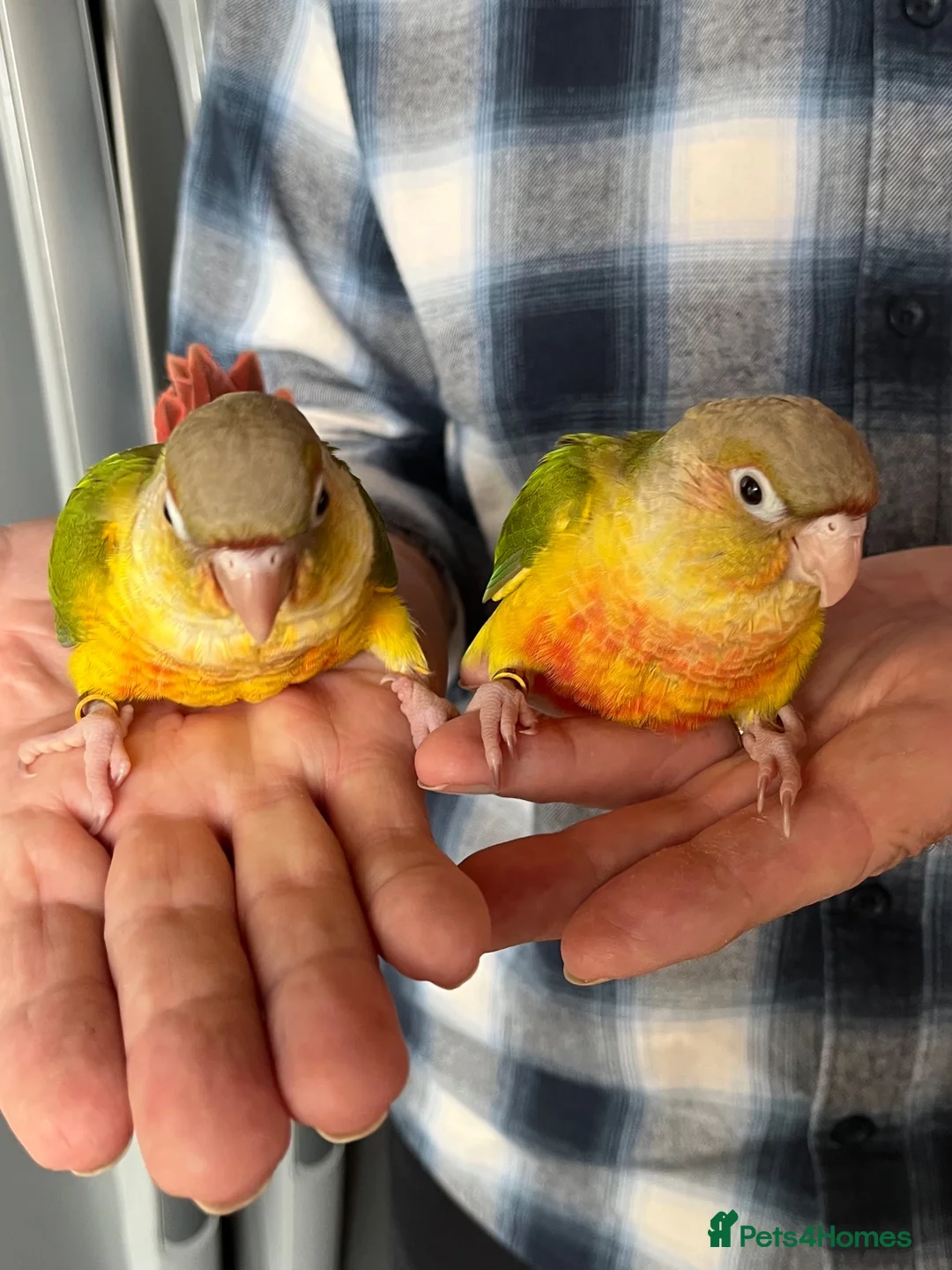 Conures birds for sale: Hand-reared Pineapple Conure chicks  - Advert 4