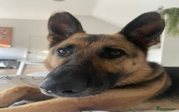 Mixed Breed dogs for adoption: Our Lovely Lucia in Witney - Image 10