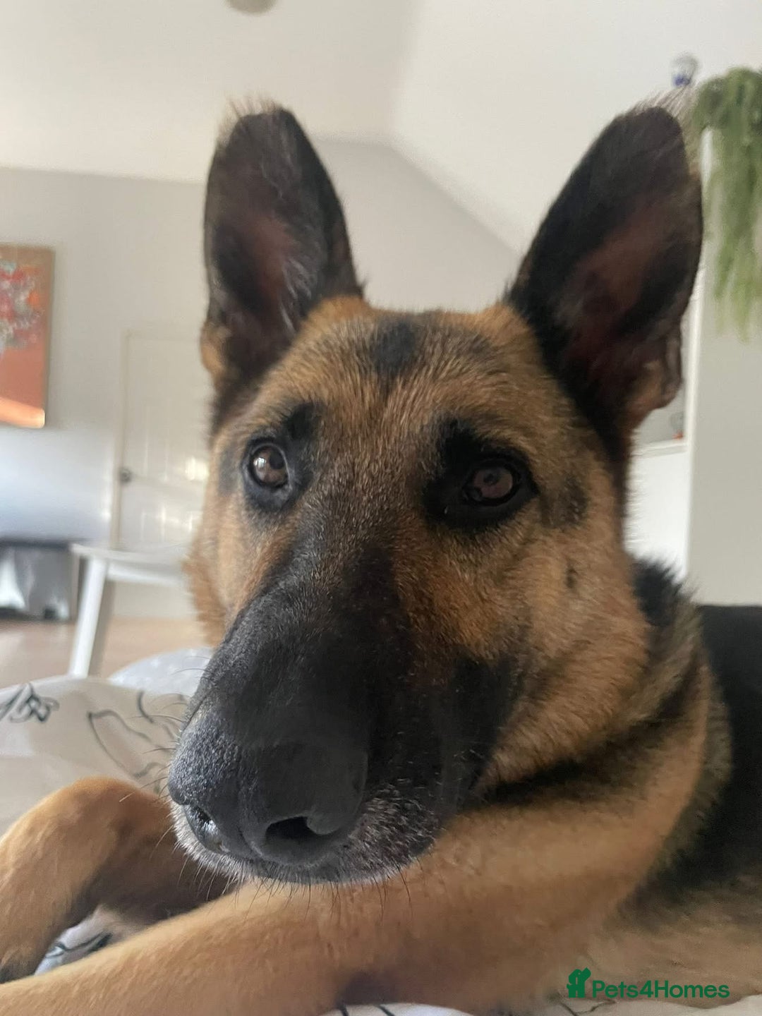 Mixed Breed dogs for adoption: Our Lovely Lucia in Witney - Image 10