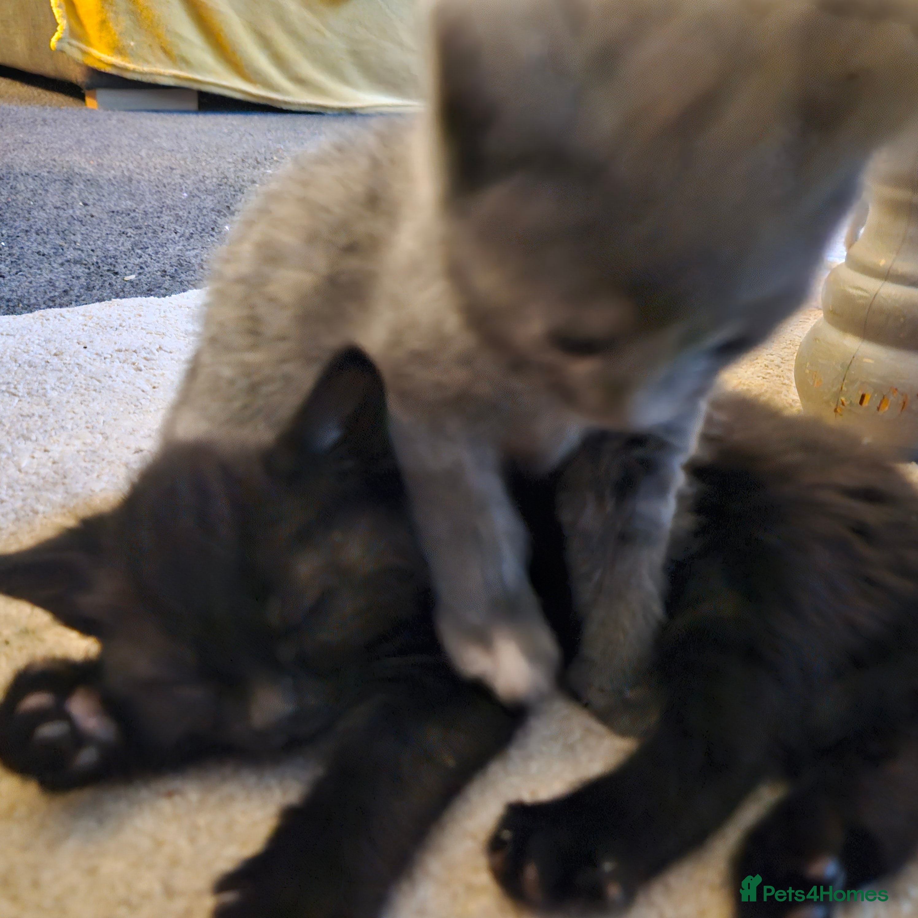 Mixed Breed cats 6 kittens for sale, ready now - Advert 8